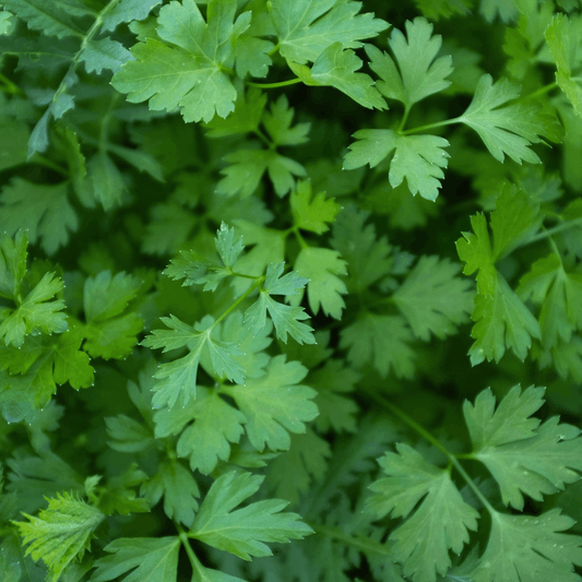 Sainte Lucie French Parsley 7g