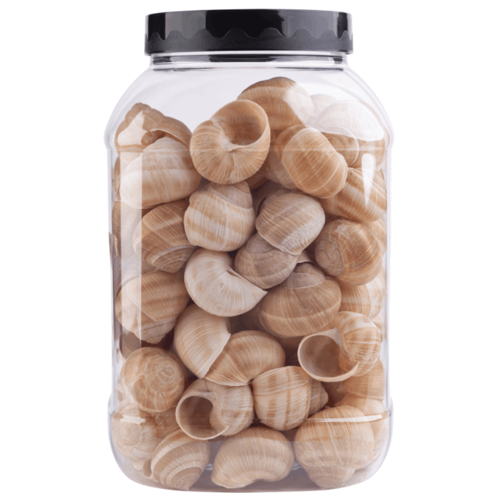 Sabarot Helix Snail Shells x 96