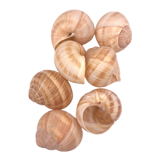 Sabarot Helix Large Snail Shells x 12