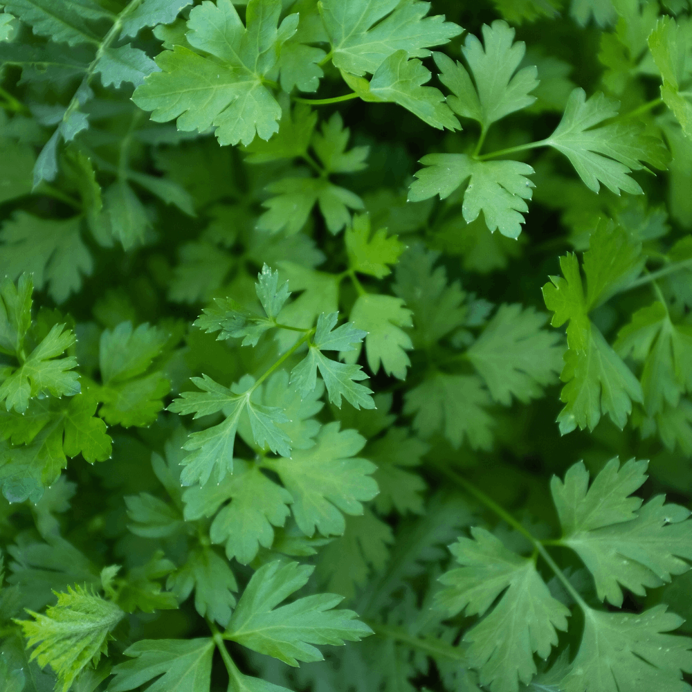 Sainte Lucie French Parsley 7g